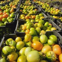 گوجه|خدمات باغبانی و درختکاری|درودزن, |دیوار