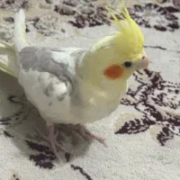 عروس هلندی  سخنگو