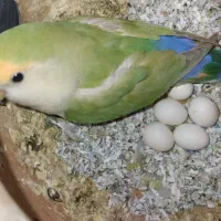 تخم عروس هلندی یا کوتوله