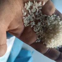 خورده برنج وبرنج کامفیروزی ارگانیک