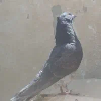 کبوتران|پرنده|شاهین‌شهر, فدک|دیوار