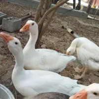 غاز و قوغاز|حیوانات مزرعه|بندر ترکمن, |دیوار