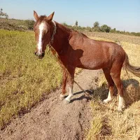 اسب مادیان|اسب و تجهیزات اسب‌سواری|فاضل آباد, |دیوار