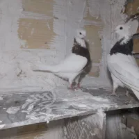 کبوتر فروشی