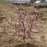 خانه باغ فروشی روستای  مراد آباد 1000متری