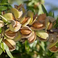 فروش نهال بادام دوقلویی