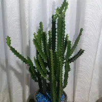 گل خانگی فروشی