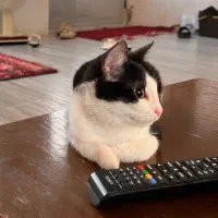 واگذاری گربه 3 ماهه نر سالم و زیبا