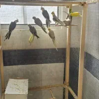 کوتوله و عروس هلندی|پرنده|قم, شهرک سازمان آب|دیوار