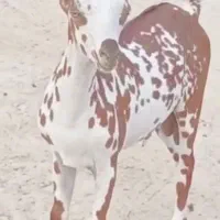 کهره نر