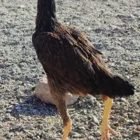 یک جفت جوجه لاری