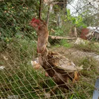خروس لاری