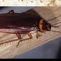 سم سوسک هاس کابینتی و مورچه