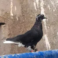 تندیس و ماکت زاغ دم سفید کفتر بازی زمانت همه چیز