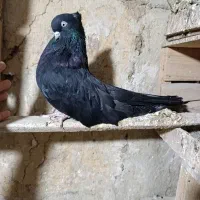 سیاه قطعه دار نر نوک جمع