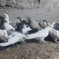 کبوتر