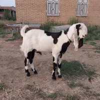 بزنر|حیوانات مزرعه|گنبد کاووس, |دیوار