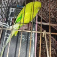 دو تا مرغ عشق|پرنده|سقز, |دیوار