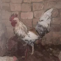 خروس گلین اصیل|حیوانات مزرعه|قم, نیروگاه|دیوار