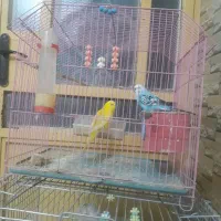 مرغ عشق ویه جفت عروس هلندی مولد