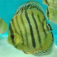 دیسکس|ماهی|بهارستان, |دیوار