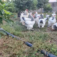 فروش تخم مرغ نطفه دار برهما امپراطور|حیوانات مزرعه|تنکابن, |دیوار