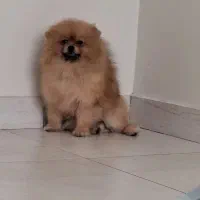 پامرین خانگی