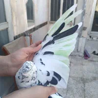 کفتر سوسکی ماده پرشی غریبگیری با اب