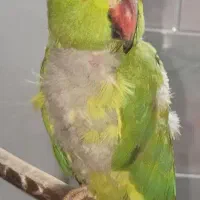 طوطی ملنگو|پرنده|دزفول, |دیوار