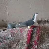 ساده سیاه نر