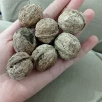 گردو