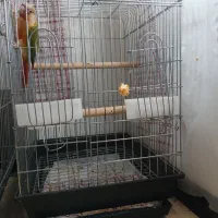 گرینچیک رام فول رد|پرنده|هشتگرد, شهرک آرتیمان|دیوار