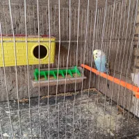 جفت مرغ عشق مولد سه جفت دارم همه با قفس|پرنده|رفسنجان, |دیوار