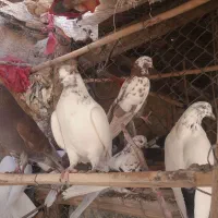 کبوتر|پرنده|شباب, |دیوار