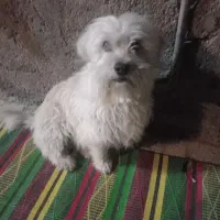 واگذاری سگ شیتزو نر