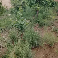زمین-مسکونی-و-باغ