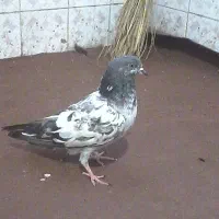 این کفتر گم شده نیم ساعت پیش