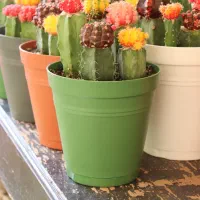 ژمینو رنگی پنج عددی