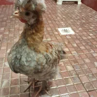 خروس برهما