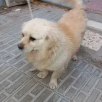 سگ پامر اشپیتز زیبا