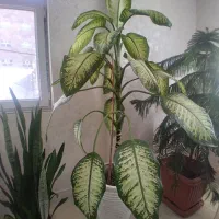 گل مطبق ۷ طبقه سالم وسلامت|گل و گیاه طبیعی|خلخال, |دیوار