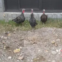 حیوانات مزرعه(بوقلمون)|حیوانات مزرعه|لنگرود, |دیوار