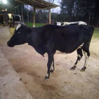 گاو با گوساله نره فقیر