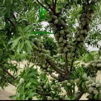 خدمات کشاورزی ارگانیک