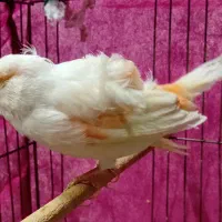 عروس هلندی قناری نر|پرنده|قم, شهرک فاطمیه|دیوار