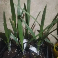 نمایندگی رسمی نخل کشت بافت و پاجوش گلخانه ای|خدمات باغبانی و درختکاری|برازجان, |دیوار