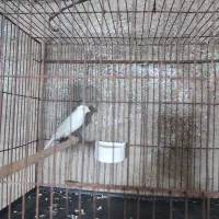 قناری سفید و طلایی و سرخ|پرنده|شیراز, محراب|دیوار