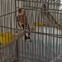 سهره نر درشت و کشیده