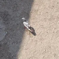 کبوتر رنگی|حراج|اهواز, اهواز|دیوار