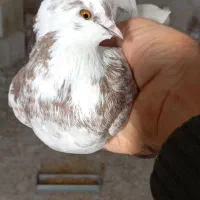 یه جفت ماده تهرانی|پرنده|نجف‌آباد, یزدانشهر|دیوار